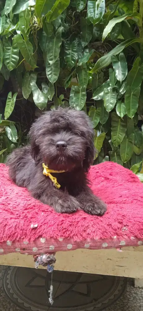 Labrador mix shintzhu betina 4bulan