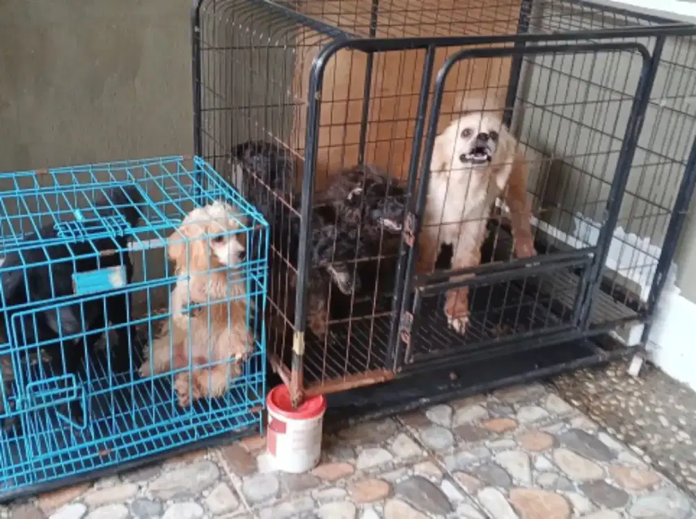 7 ekor Poodle non STB