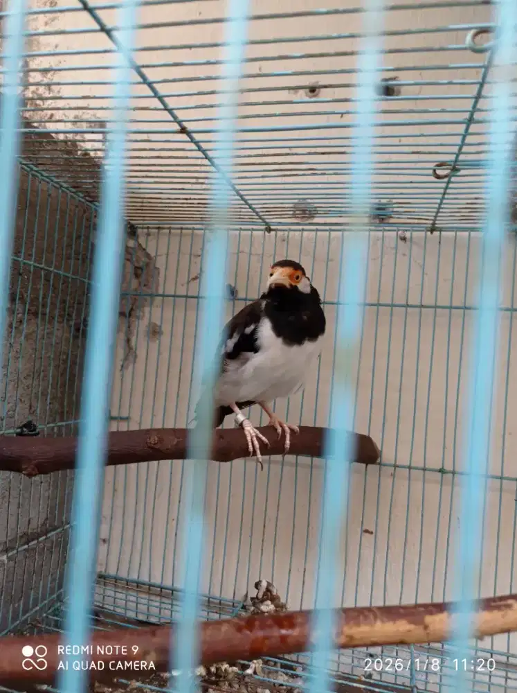 Jual jalak suren dah gacor kondisi lagi rontok