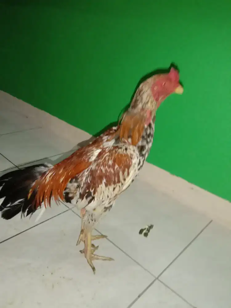 Jual BK Mangon,Umur 8 Bln,ukuran 4,Mental Baja.fidio ada