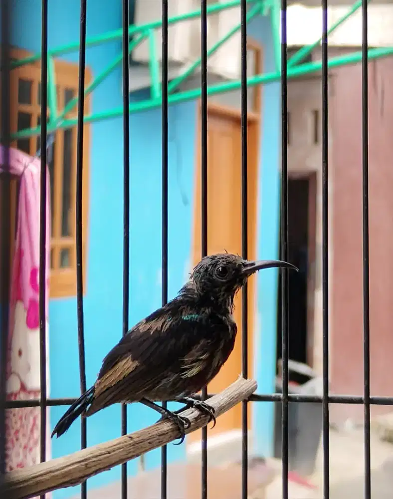 kolibri ninja trotol