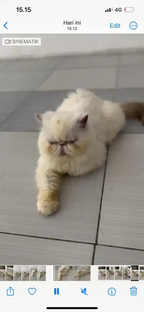 Open adopt kucing peacknose