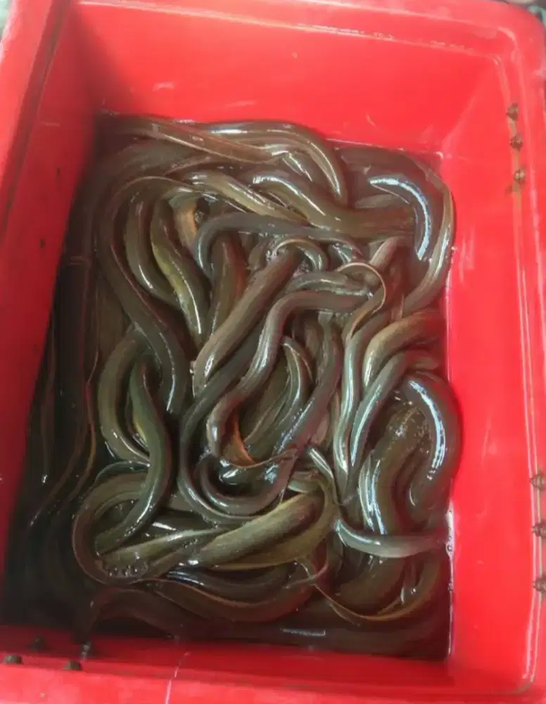 Kuliner belut geprek