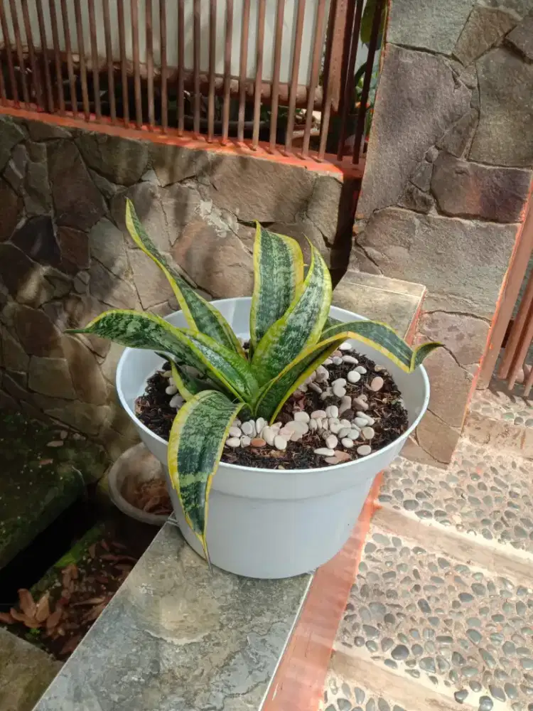 Tanaman Sansivera Twister