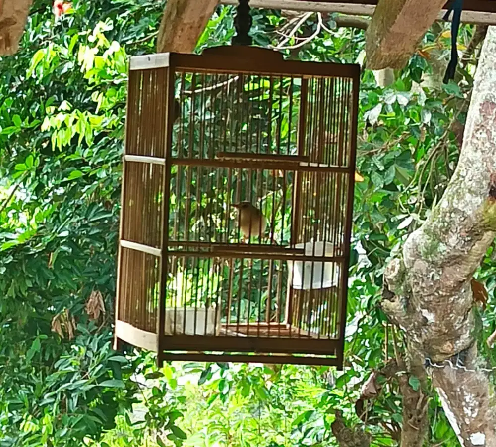 Ciwah jantan semivoer