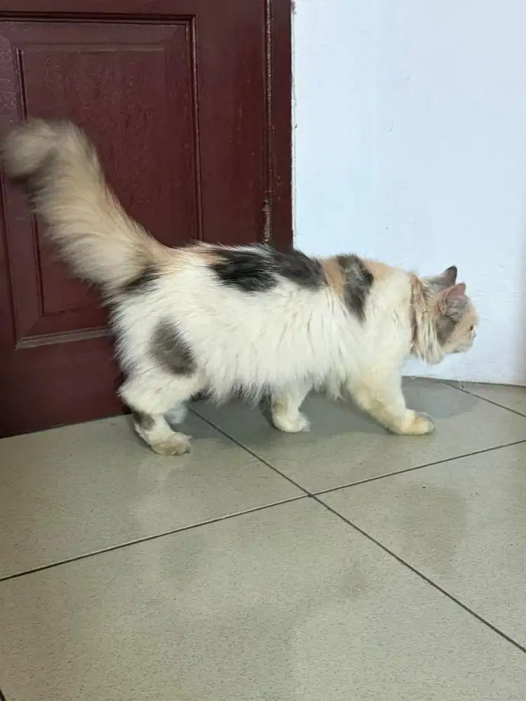 Kucing persian longhair