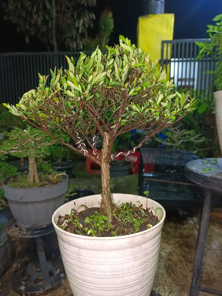 Bonsai cendrawasih