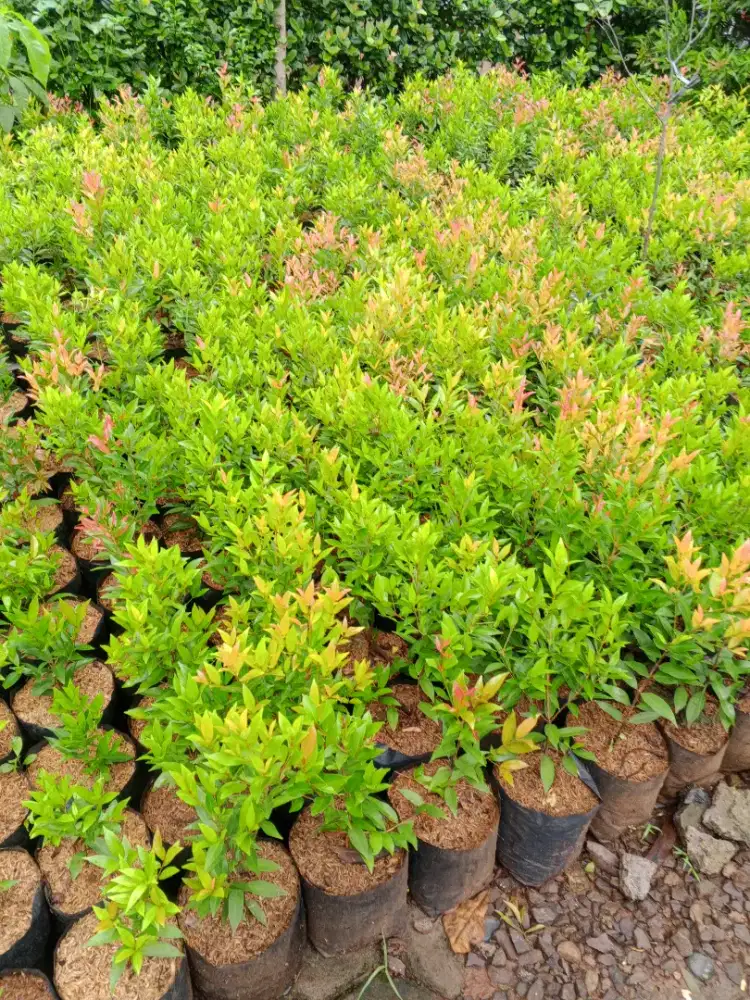 Pohon pucuk merah tinggi 30 cm