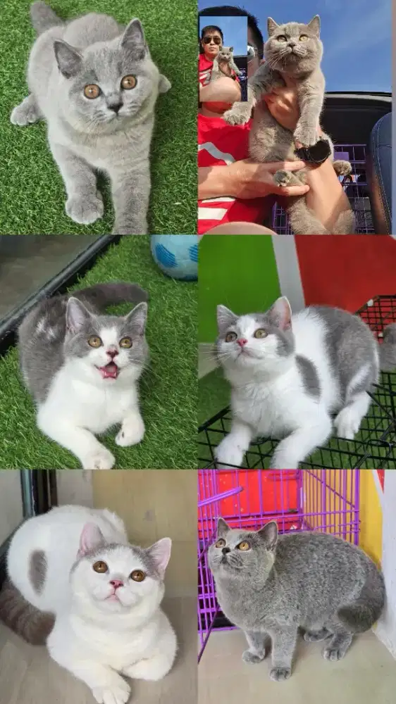 Kucing british shorthair bsh british shorthair