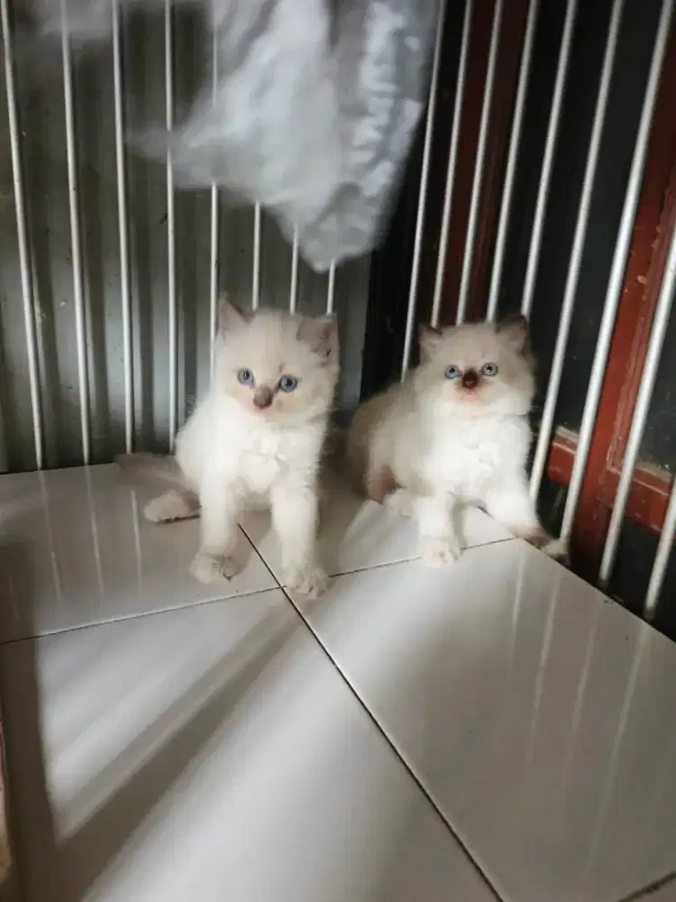 Kitten sealpoint sepasang 2,5 bulan