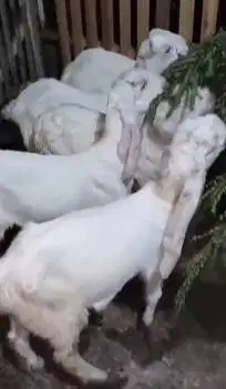 5 ekor bibit kambing etawa senduro 4 bulanan TB 55cmUP siap ternak top