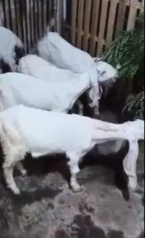 5 ekor bibit kambing etawa senduro 4 bulanan TB 55cmUP siap ternak top