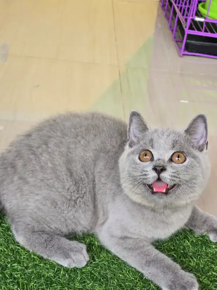 Kucing british shorthair bsh british shorthair