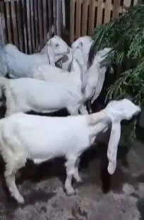 5 ekor anakan kambing etawa senduro jantan 4 bulanan TB 55cmUP manteb