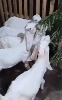 5 ekor anakan kambing etawa senduro jantan 4 bulanan TB 55cmUP manteb