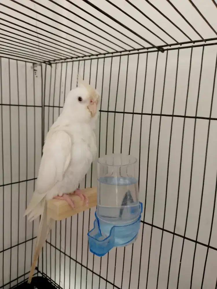 Burung Parkit Australia / Falk Borongan