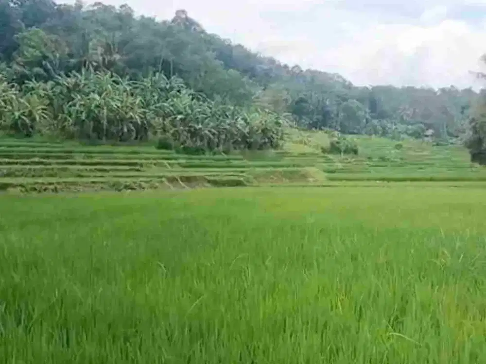 Dijual Murah dan cepat Tanah darat  Di Jonggol