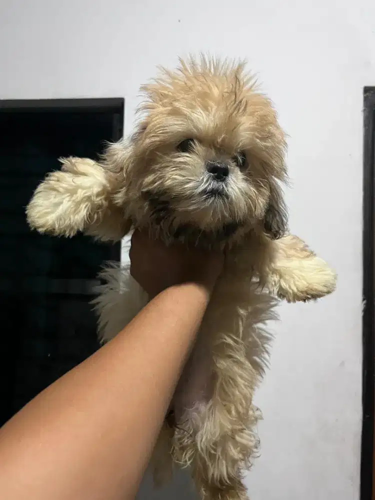 Anjing Shiranian (Shitzu Mix Pom)