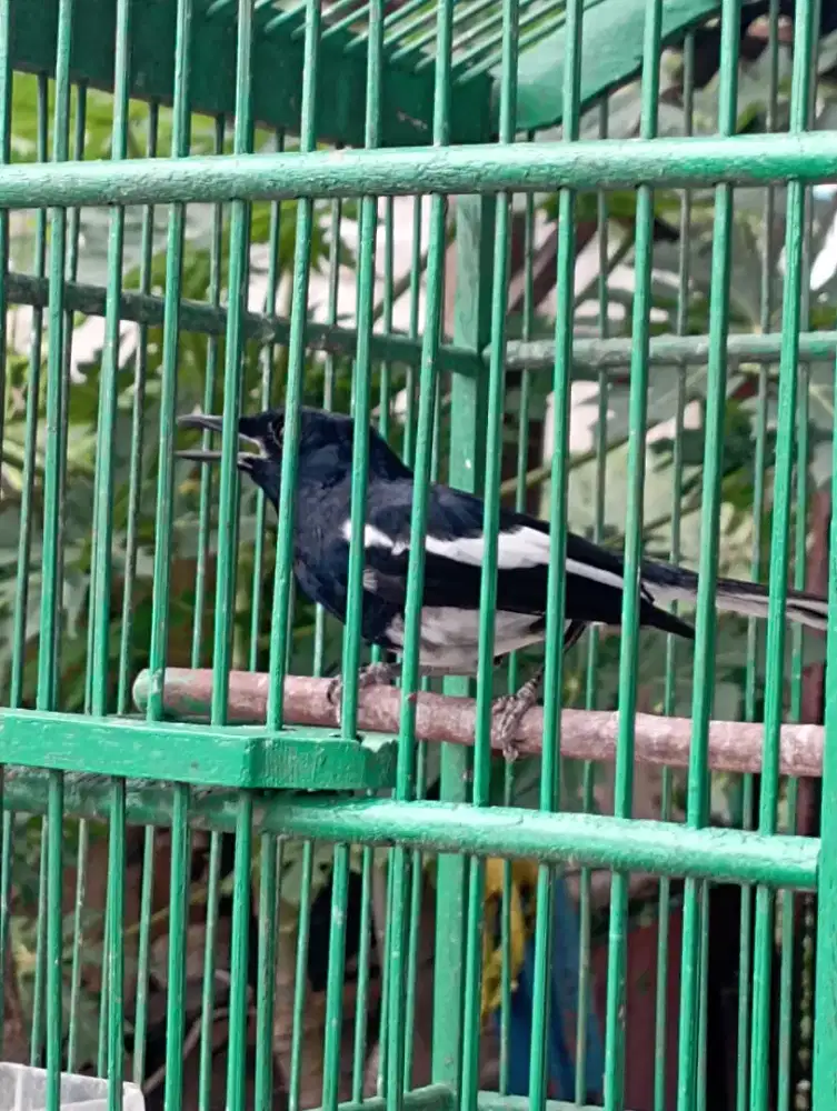 Kacer bunyi harian rajin