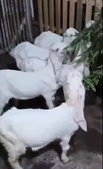 5 ekor cempe anakan kambing etawa jantan senduroan TB 55cmUP 4 bulanan