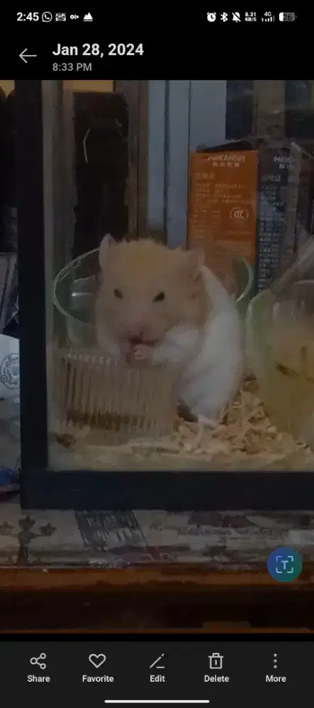 Adopt hamster gratis