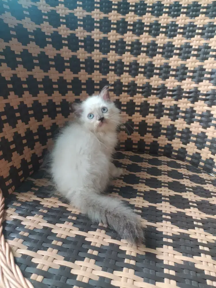 Kucing kitten himalaya betina