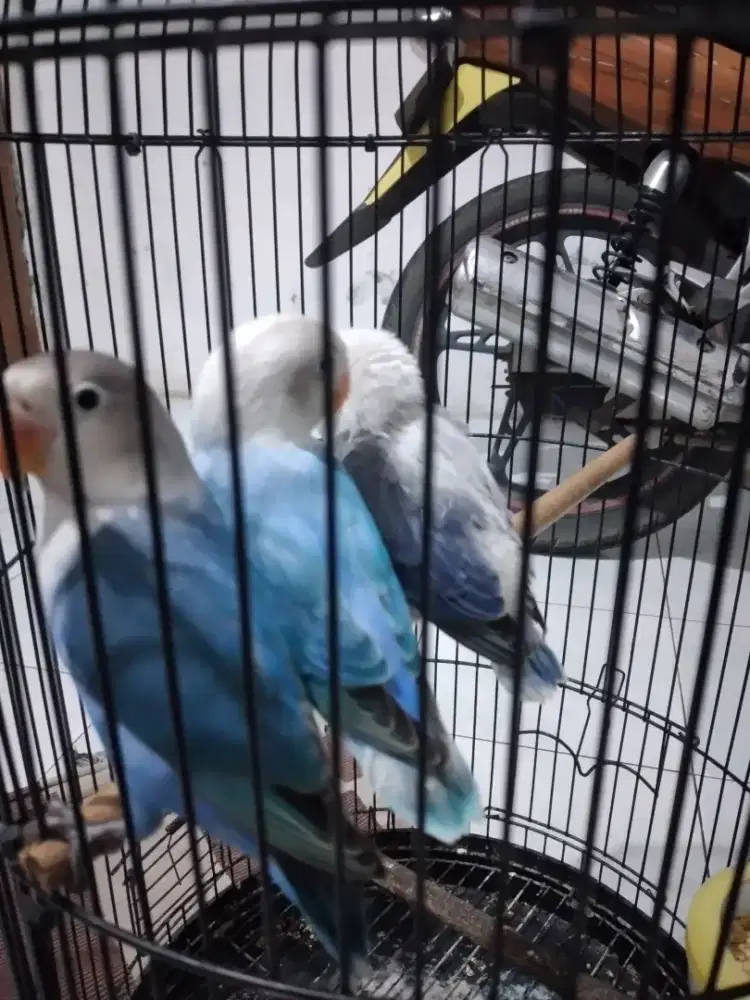 Lovebird 3 ekor Borongan