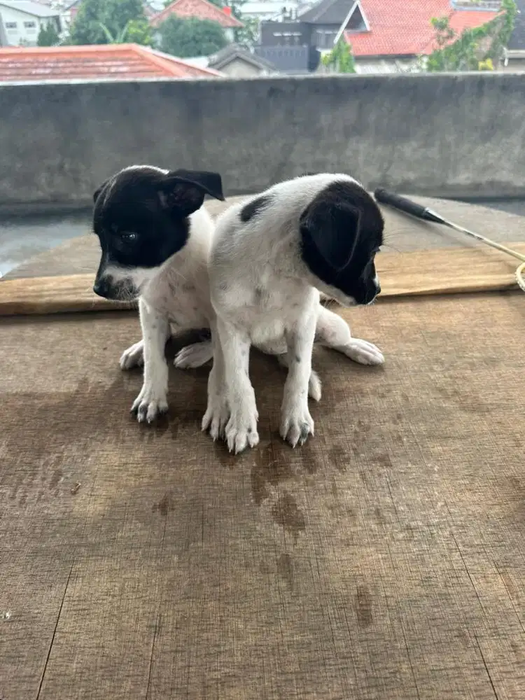 Anak anjing campuran