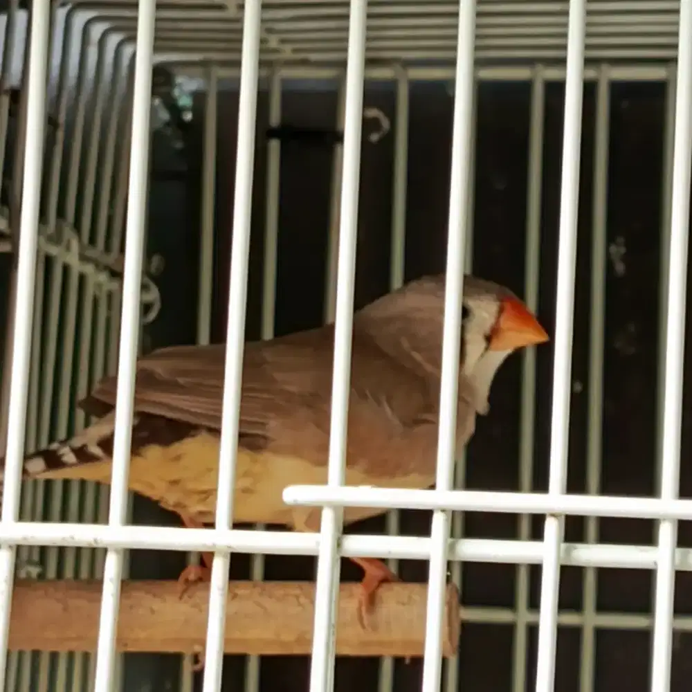 Burung zebra Finch ausie betina 2 ekor