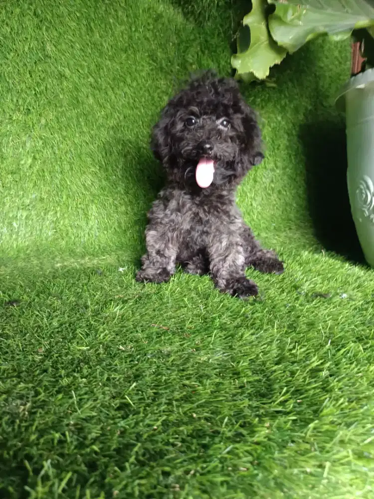 Poodle jantan silver gelap kosongan