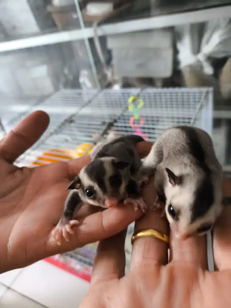 Hewan sugar glider