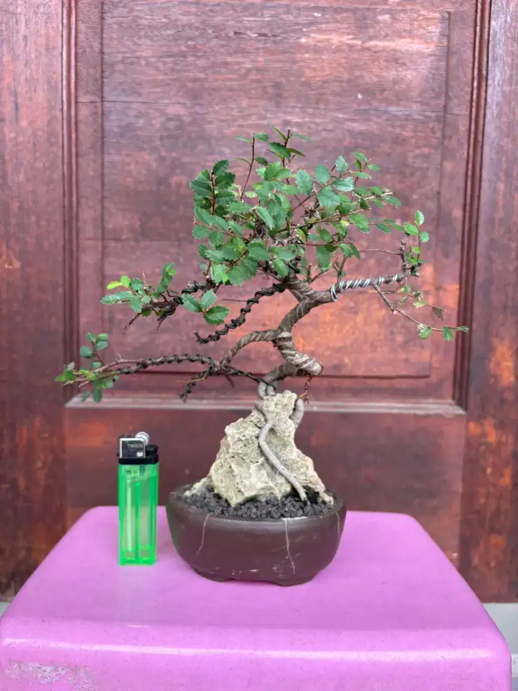 Bonsai Ulmus Micro (On The Rock)