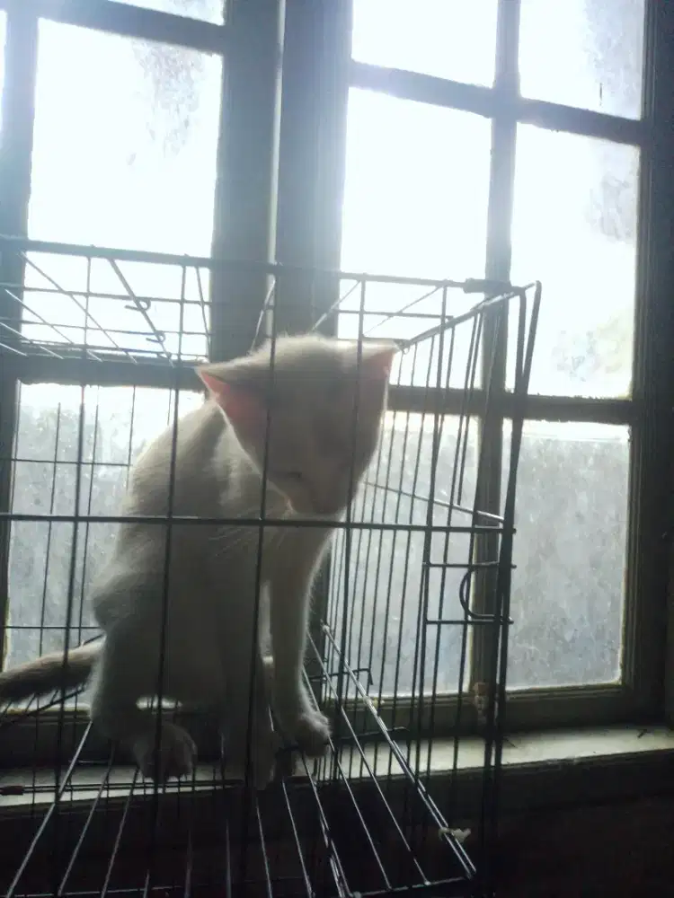 Kucing Persia anggora