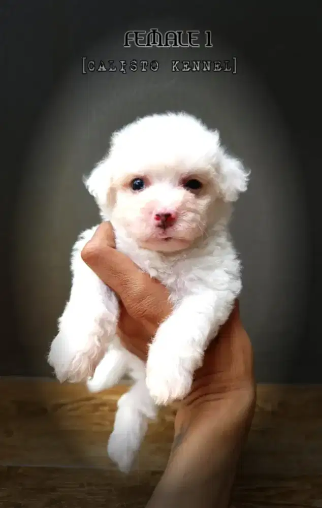 anakan bichon frise female