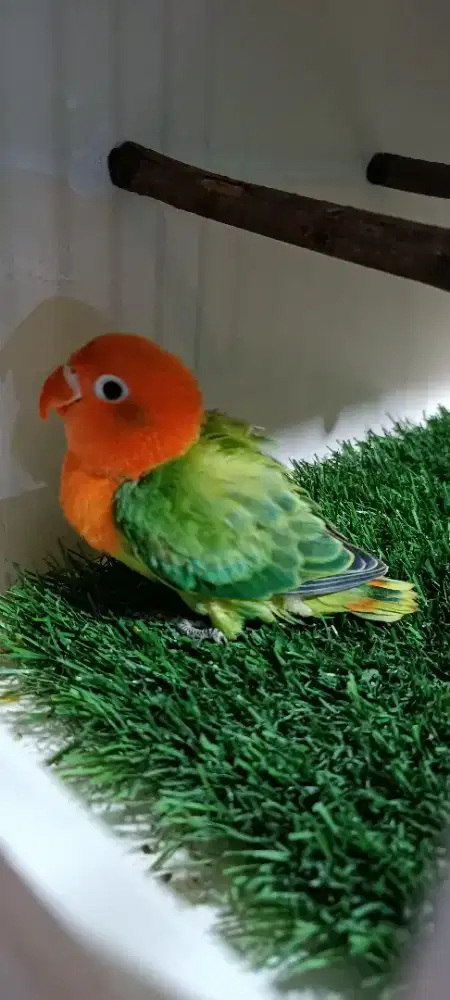 Anakan LB biola green