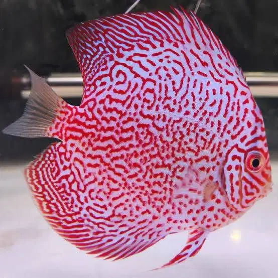 Ikan Discus Super King Viper (GRADE) Disscus Discuss Diskus