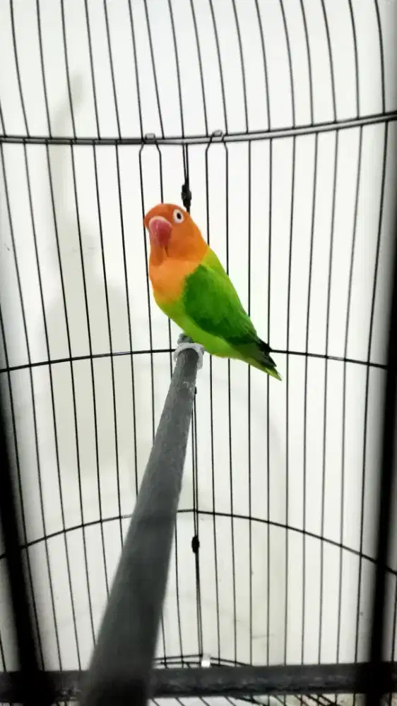Burung Lovebird Biola Greend