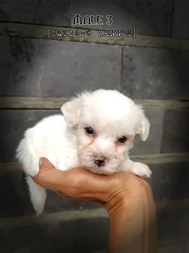 anakan bichon frise male
