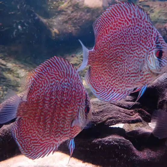 Ikan Discus King Viper (GRADE) Disscus Discuss Diskus