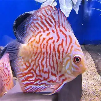 Ikan Discus White Tiger (GRADE) Disscus Discuss Diskus