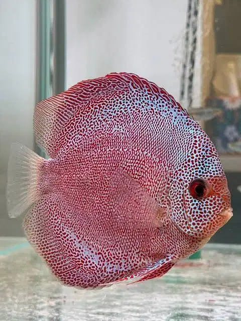 Ikan Discus Super Panthera (GRADE) Disscus Discuss Diskus