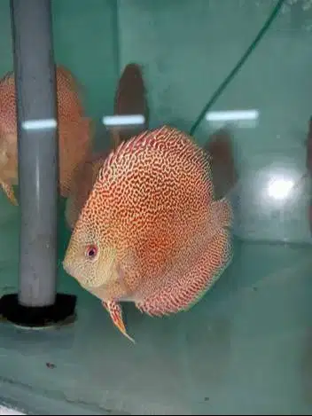 Ikan Discus Panthera (GRADE) Disscus Discuss Diskus
