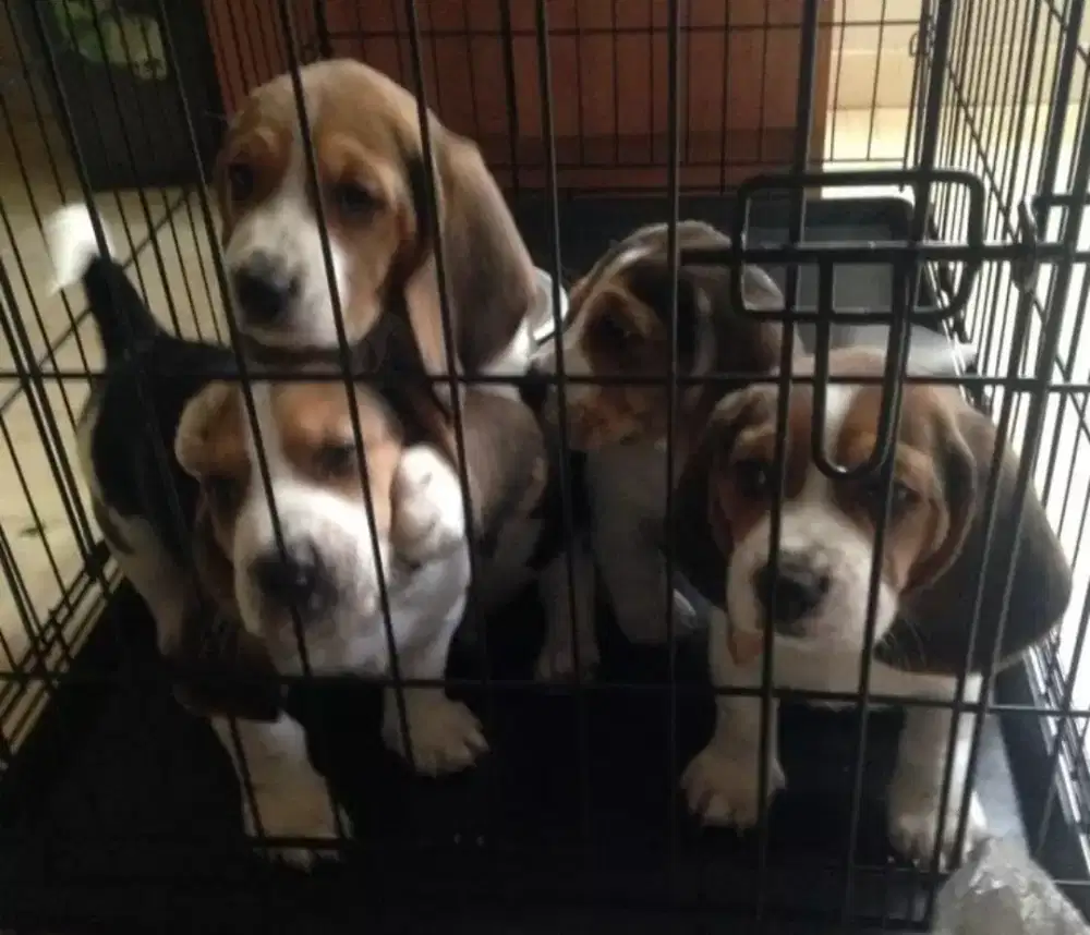 DIJUAL ANAK ANJING BEAGLE BERKUALITAS