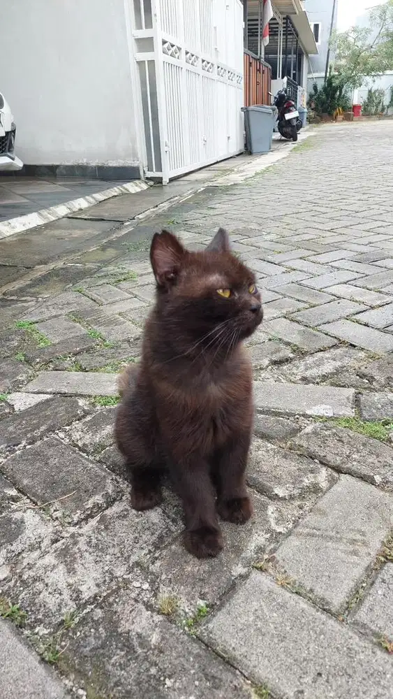 Kucing Anggora butuh rumah