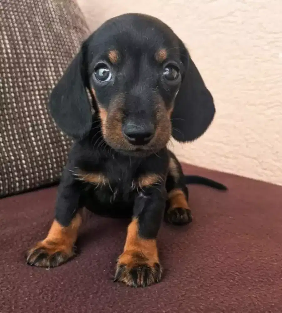DIJUAL ANAK ANJING TEKEL/DACHSHUND