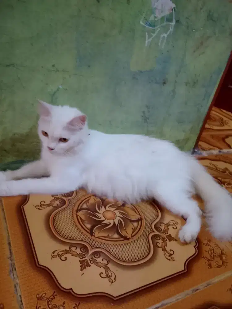 Jual kucing Persia medium lagi hami gede dijual Krena mau kluar kota