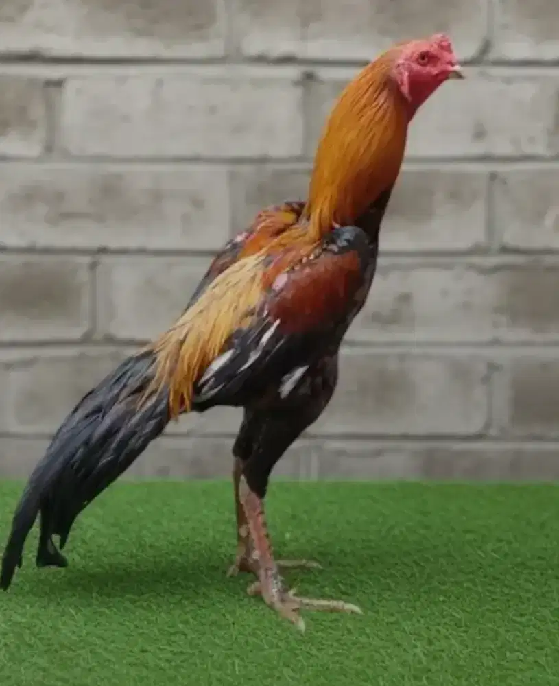 Ayam bangkok wirking kuning muda