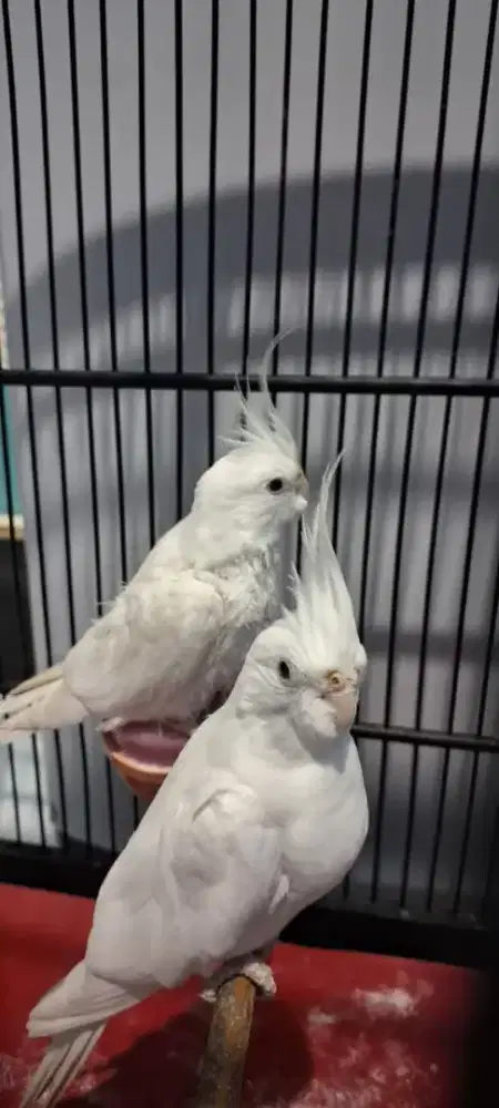 Falk Albino / Parkit Australia