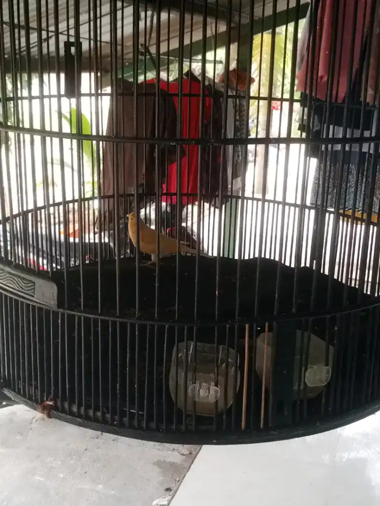 jual burung kenari