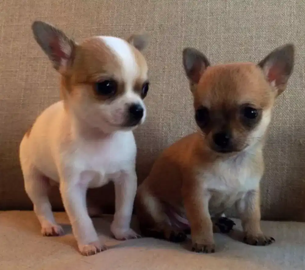 DIJUAL ANAK ANJING CHIHUAHUA